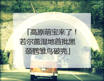 高原萌宝来了！若尔盖湿地首批黑颈鹤雏鸟破壳