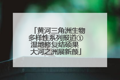 黄河三角洲生物多样性系列报道①湿地修复结硕果 大河之洲展新颜