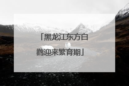 黑龙江东方白鹳迎来繁育期