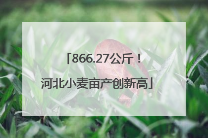 866.27公斤！河北小麦亩产创新高